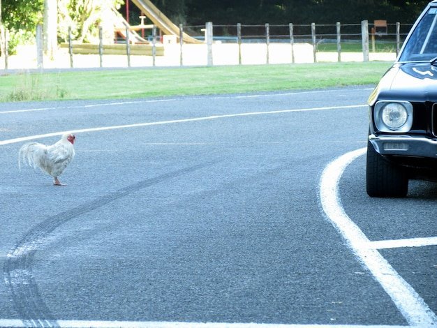 Prezentare generală chicken road demo